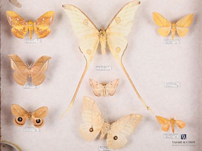 null Tiroir entomologique contenant huit papillons nocturnes tel que Eacles Ducalis,...