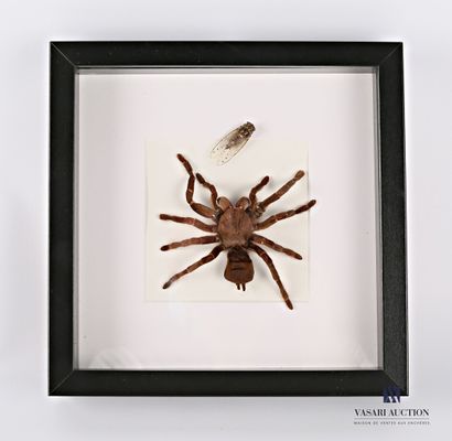 null Glass frame containing a tarantula and a cicada (Lycosa tarentula, cicacidae...