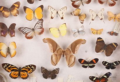 null Tiroir entomologique contenant vingt trois papillons non identifiés

Haut. :...