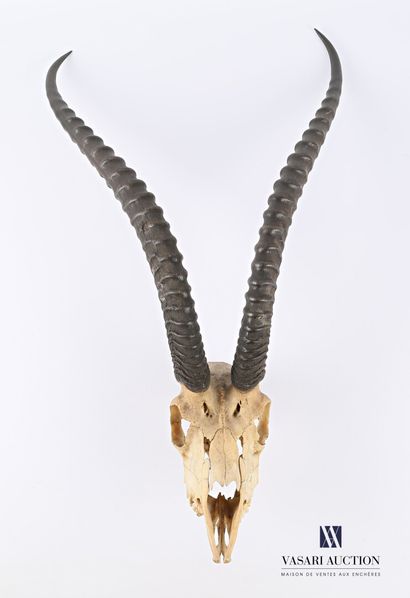 null Grant's Gazelle Massacre (Gazella Grantii, unregulated), 71 x 38 cm, wear and...