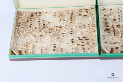 null Ensemble de trois boites d'entomologie, contenant une large collection de spécimens...