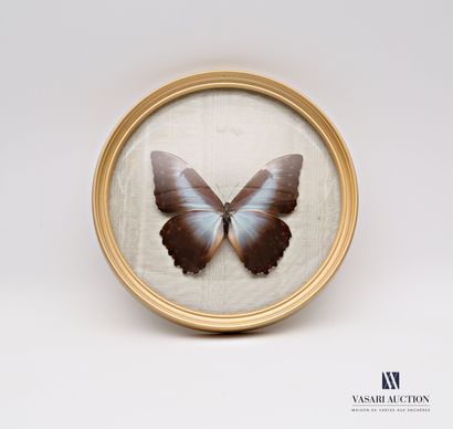 null Butterfly (Morpho Metellus) in a round-sight frame

Diameter: 22 cm