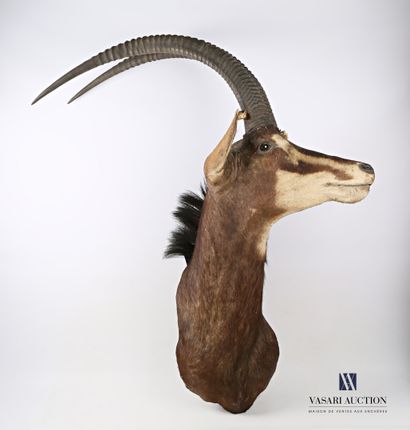 null Sand Antelope Trophy (Hippotragus niger, unregulated), in cape, H. 130 cm, wear,...