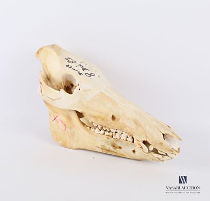 null Crâne complet de sanglier (Sus scrofa, non réglementé)

Haut. : 17 cm - Larg....