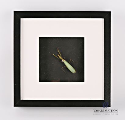 null Glass frame containing a praying mantis (Mantis religiosa, unregulated)

21.5...