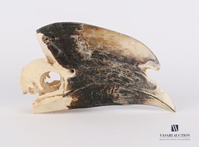 null Complete skull of white-thighed hornbill (Bycanistes albotibialis , not reg...