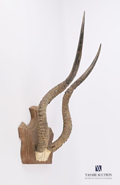 null Addax (Addaxx nasomaculatus, unregulated) forehead on wooden escutcheon.

Height...