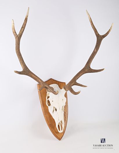 null Elaphe deer (Cervus elaphus, unregulated) bearing ten regular horns including...