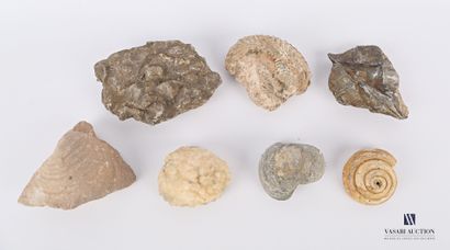 null Set of seven fossils.

Length : from 6 to 13 cm