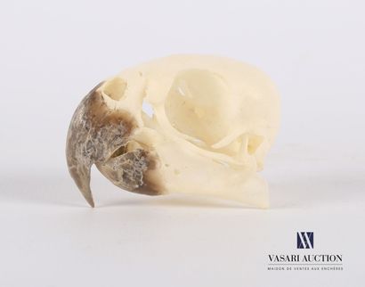 null Crâne de perroquet de Meyer (Poicephalus meyeri, non réglementé)

Haut. : 3...