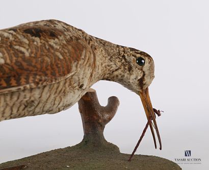 null 
Woodcock (Scolopax scolopax, pre-regulation) hunting an earthworm on a naturalized...