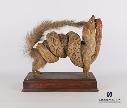 null Mongoose (Mungod mungo, not regulated) attacked by a snake on a wooden base.

(Wear)

Height...