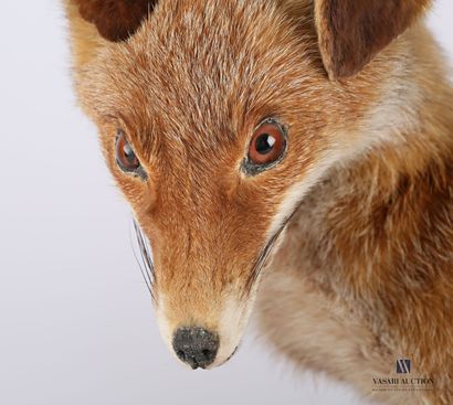 null Seated fox (Vulpes vulpes, not regulated) on a wooden base

Height : 46 cm 46...