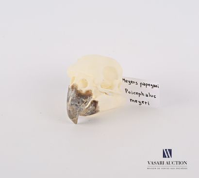null Crâne de perroquet de Meyer (Poicephalus meyeri, non réglementé) 

Haut. : 3...