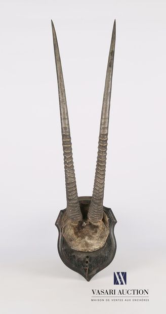 null Oryx gazella (Oryx gazella, not regulated) on wooden escutcheon 

Height : 88...