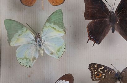 null Boîte entomologique vitrée contenant dix-huit papillons en présentation muséum

(rousseurs...