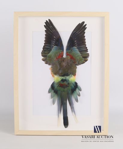 null Frame containing a flat of a parakeet with its wings spread (Polyestis swainsonii,...
