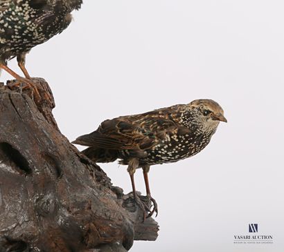 null 
Pair of European Starlings (Sturnus vulgaris, pre-regulation) on a wood stump.




(wear,...