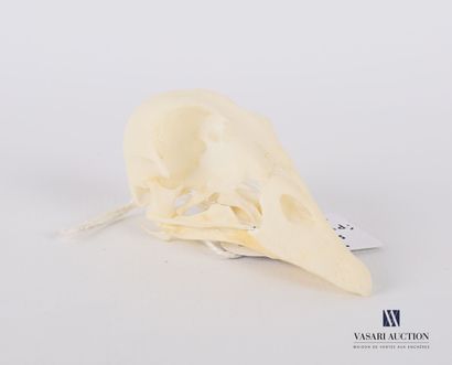 null Skull of the Dwarf Antelope (Nettapus auritus, unregulated) 

Height : 2,5 cm...