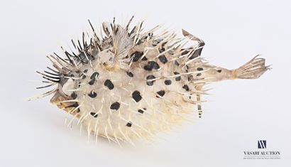 null Diodon called porcupine fish (Diodon spp, not regulated)

Height : 10 cm 10...