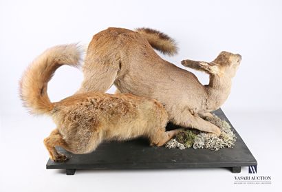 null Chevrette (Capreolus capreolus, not regulated) attacked by two foxes (Vulpes...