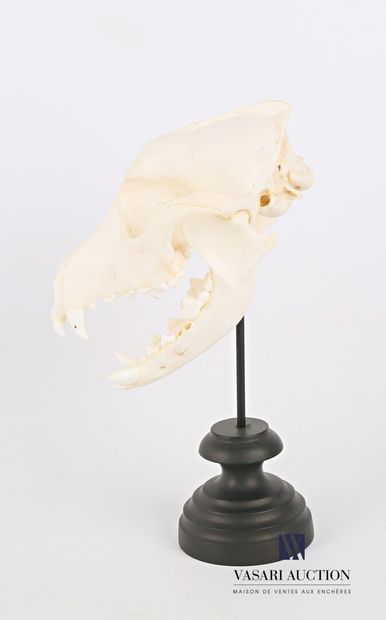 null Complete skull of a dog (Canis lupus familiaris, not regulated) presented with...