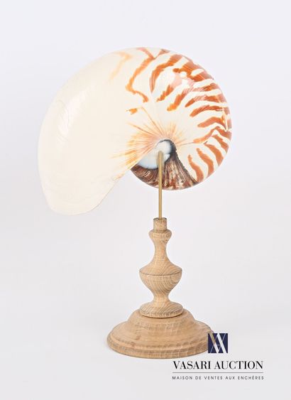 null 
Half nautilus (Nautilus pompilius, Cites appendix II/B) posing on a turned...