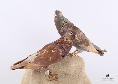 null Couple de pigeons domestiques (Columba livia domestica, non réglementé), naturalisés...