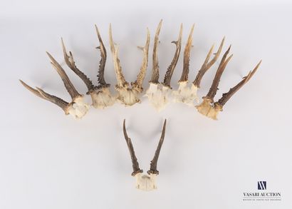 null Set of seven roe deer (Capreolus capreolus, not regulated)

Height : from 20...