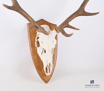 null Elaphe deer (Cervus elaphus, unregulated) bearing ten regular horns including...