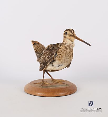 null Snipe (Gallinago gallinago ??, unregulated) on wooden base with tag stating...