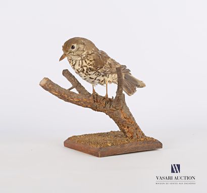 null 
Music thrush (Turdus philomelos, pre-regulation) plugged into a wooden stand.




Height...