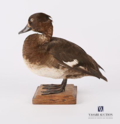 null Tufted duck (Aythia fuligula, not regulated) on a wooden base, specimen collected...