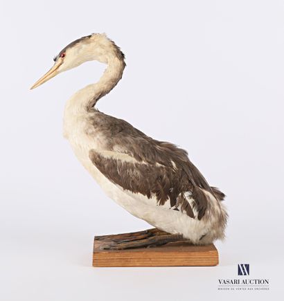 null Great crested grebe (Podiceps cristatus, not regulated) presented on a wooden...