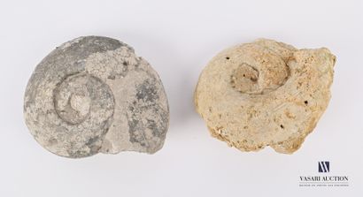 null Set of two fossilized ammonites. 

Length : from 17 to 18 cm