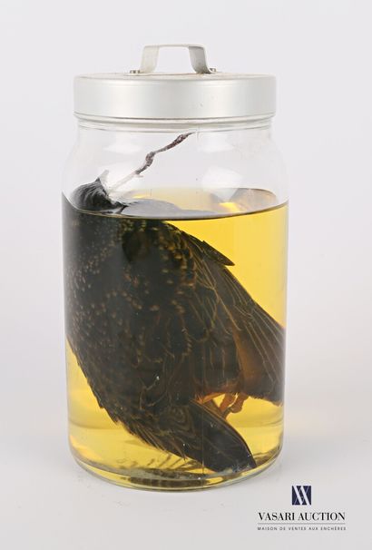null European starling (Sturnus vulgaris, not regulated) in wet storage (70° alcohol)...