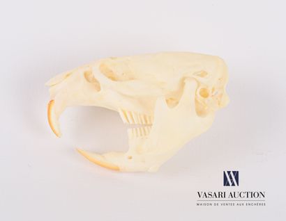 null Gambian rat skull ( Cricetomys gambianus, not regulated)

(Mandible to be reattached)

Height...
