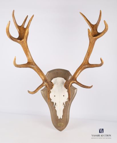 null Sixteen-horned irregular elapid deer (Cervus elpahus, unregulated) with a tag...