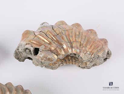 null Set of three fossils (Hoplites and Beudanticeras)

Length : from 4 to 6,5 c...