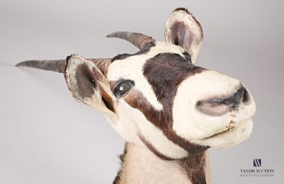 null Tête en cape d'oryx (Oryx gazella, non réglementé)

Haut. : 123 cm - Larg. :...