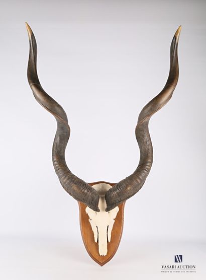 null Massacre of greater kudu (Tragelaphus strepticeros, unregulated) on wooden escutcheon.

Height...