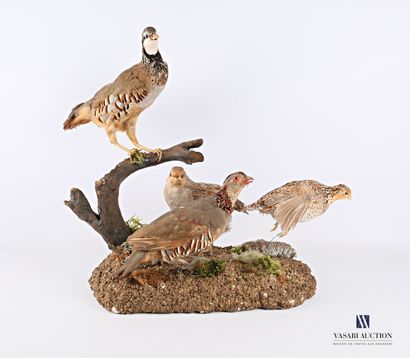 null 
Diorama composed of a quail (Coturnix coturnix, pre-regulation) and various...