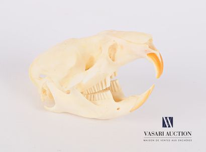 null Crâne de rat de Gambie ( Cricetomys gambianus, non réglementé)

(Mandibule à...