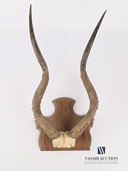 null Addax (Addaxx nasomaculatus, unregulated) forehead on wooden escutcheon.

Height...