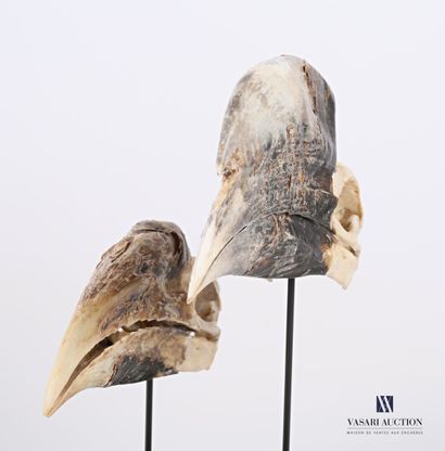 null Pair of skulls of a pair of White-thighed Hornbills (Bycanistes albotibialis,...