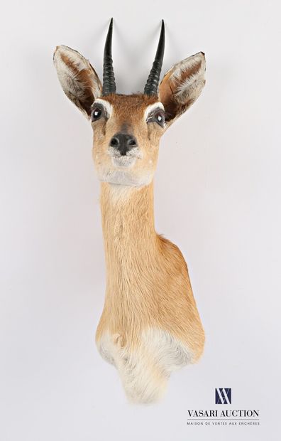 null Grimm's duiker head (Sylvicapra Grimmia, not regulated)

Height : 43 cm 43 cm...