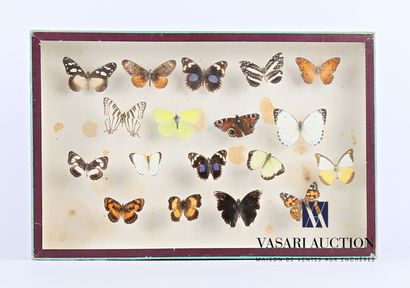 null Boîte entomologique vitrée contenant dix-huit papillons en présentation muséum

(tâches,...