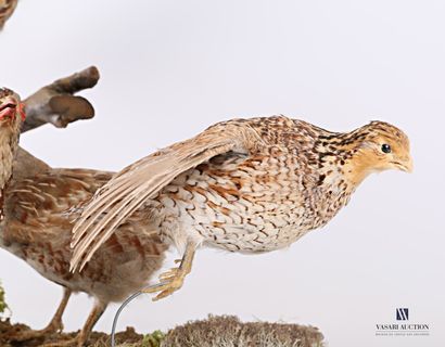 null 
Diorama composed of a quail (Coturnix coturnix, pre-regulation) and various...