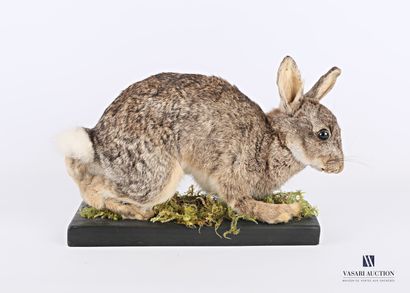 null Wild rabbit (Oryctogalus cuniculus, not regulated) on a planted base.

Height...