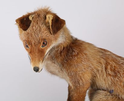 null Seated fox (Vulpes vulpes, not regulated) on a wooden base

Height : 46 cm 46...